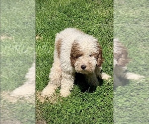 Father of the Goldendoodle (Miniature) puppies born on 05/09/2025