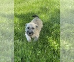 Small #3 Havanese