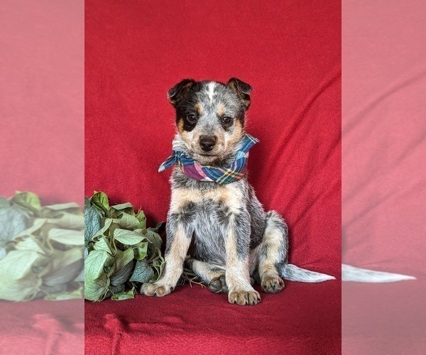 Medium Photo #3 Australian Cattle Dog Puppy For Sale in CONESTOGA, PA, USA