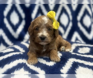 Double Doodle Puppy for sale in LAKELAND, FL, USA