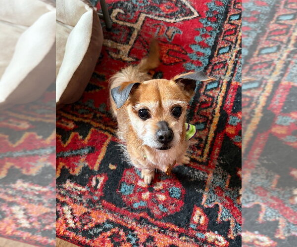 Medium Photo #4 Border Terrier-Chihuahua Mix Puppy For Sale in Minneapolis, MN, USA