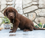 Small #2 Labrador Retriever