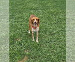Small #2 Beagle Mix
