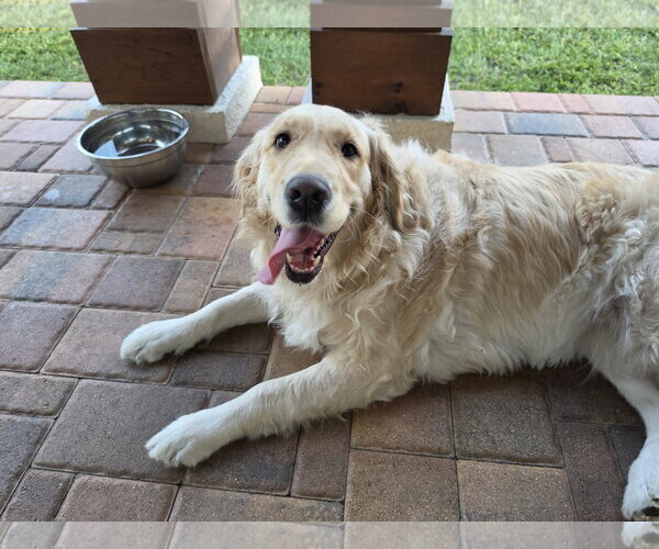 Medium Photo #4 Golden Retriever Puppy For Sale in Valrico, FL, USA