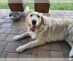 Small Photo #4 Golden Retriever Puppy For Sale in Valrico, FL, USA