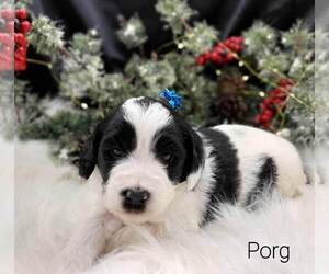 Miniature Bernedoodle-Saint Berdoodle Mix Puppy for sale in MILLVILLE, MN, USA