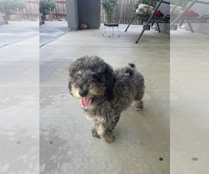 Goldendoodle (Miniature) Puppy for sale in REDDING, CA, USA