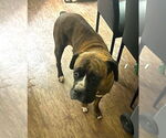 Small #1 Boxer