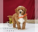 Small #3 Goldendoodle (Miniature)