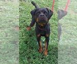 Small #1 Rottweiler