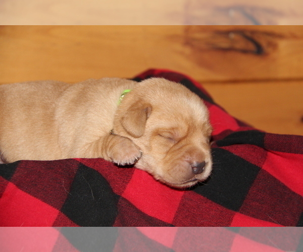 Medium Photo #10 Labrador Retriever Puppy For Sale in HYDE PARK, VT, USA