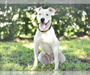 American Bulldog Dogs for adoption in Tavares, FL, USA