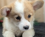 Small #5 Pembroke Welsh Corgi