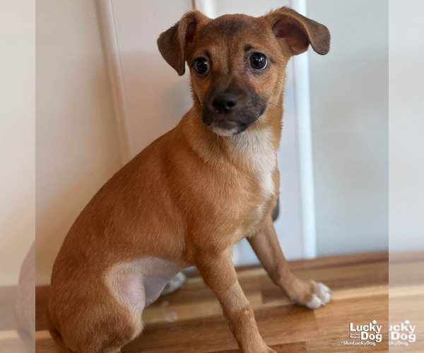 Medium Photo #1 Chihuahua-Unknown Mix Puppy For Sale in Washington, DC, USA