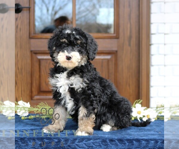 Medium Photo #1 Bernedoodle (Miniature) Puppy For Sale in NARVON, PA, USA