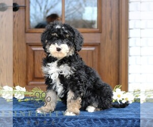 Bernedoodle (Miniature) Puppy for sale in NARVON, PA, USA