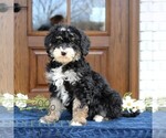 Small Bernedoodle (Miniature)
