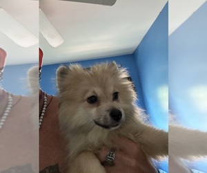 Pomeranian Puppy for Sale in BETHEL, Ohio USA