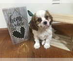Puppy 3 Cavalier King Charles Spaniel