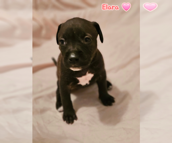 Medium Photo #10 American Staffordshire Terrier-Unknown Mix Puppy For Sale in Holly Springs, NC, USA