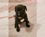 Small #9 American Staffordshire Terrier Mix