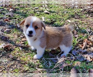 Pembroke Welsh Corgi Puppy for sale in CLARK, MO, USA