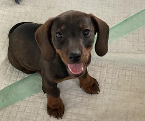 Dachshund Puppy for sale in TILDEN, TX, USA