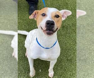 Mutt Dogs for adoption in Fayetteville, NC, USA