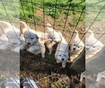 Small Photo #9 Great Pyrenees Puppy For Sale in SCOTTSVILLE, KY, USA