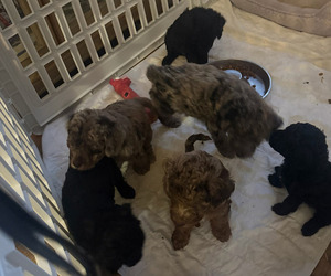 Labrador Retriever Puppy for sale in EVANSVILLE, IN, USA