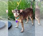 Small #3 Chihuahua Mix
