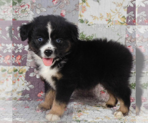 Miniature Australian Shepherd Puppy for sale in HARRISON, OH, USA