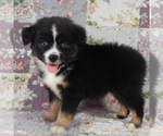 Image preview for Ad Listing. Nickname: Prince