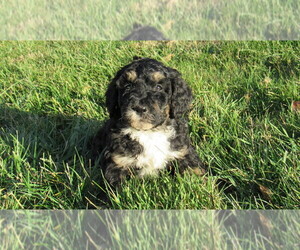 Bernedoodle Puppy for sale in BIG ROCK, IL, USA