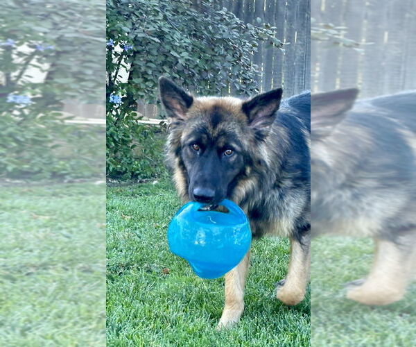 Medium Photo #3 German Shepherd Dog Puppy For Sale in West Sacramento, CA, USA