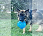 Small #2 German Shepherd Dog