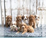 Small #1 Goldendoodle (Miniature)