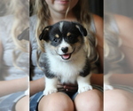 Small #9 Pembroke Welsh Corgi