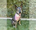 Small #14 German Shepherd Dog Mix