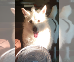 Polar - Male Mutt Dog for Adoption - Photo #19