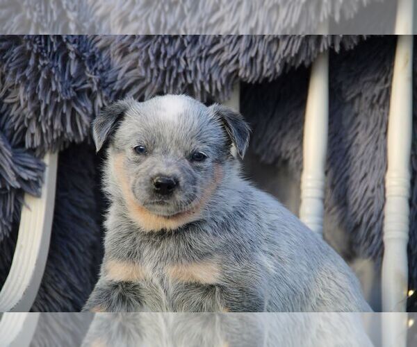 Medium Photo #3 Australian Cattle Dog Puppy For Sale in HYDE PARK, VT, USA