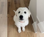 Small #2 Great Pyrenees
