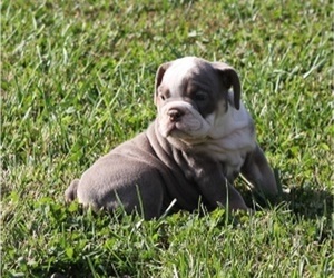 Bulldog Puppy for sale in MARSHFIELD, MO, USA