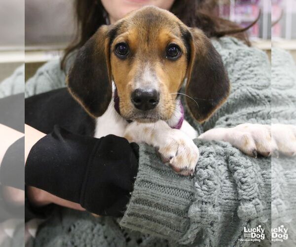 Medium Photo #6 Mutt Puppy For Sale in Washington, DC, USA