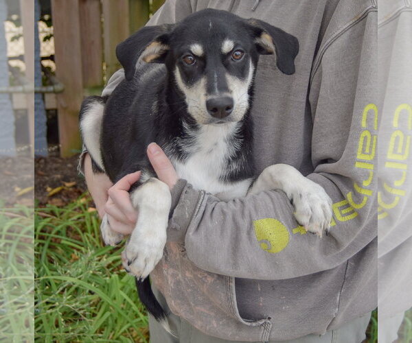 Medium Photo #3 Siberian Husky-Unknown Mix Puppy For Sale in Huntley, IL, USA