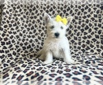 Small #5 West Highland White Terrier
