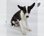 Small #5 German Shepherd Dog Mix