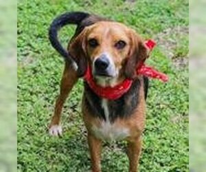 Beagle-Unknown Mix Dogs for adoption in Waco, TX, USA
