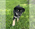 Small #2 Siberian Husky Mix