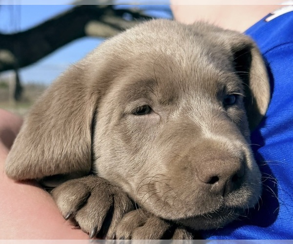 Medium Photo #4 Labrador Retriever Puppy For Sale in DELEVAN, NY, USA